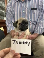 Tommy, a male Pug for sale in Lexington, AL – 9 of 9
