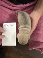 Walter, a male Pug for sale in Lexington, AL – Photo 3 of 6