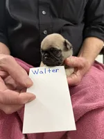 Walter, a male Pug for sale in Lexington, AL – Photo 2 of 6