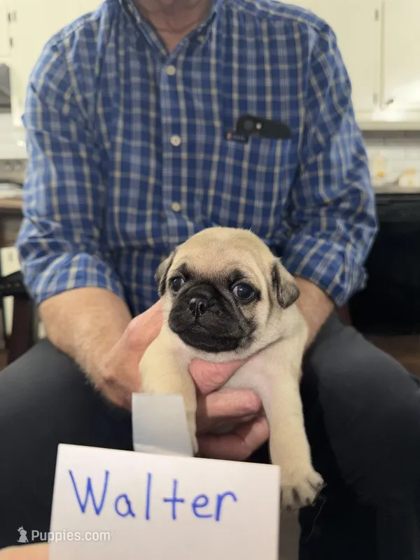 Walter – Pug puppy for sale in Lexington, AL