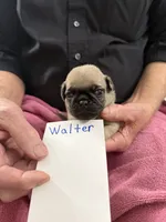 Walter, a male Pug for sale in Lexington, AL – Photo 4 of 6