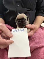 Walter, a male Pug for sale in Lexington, AL – Photo 5 of 6