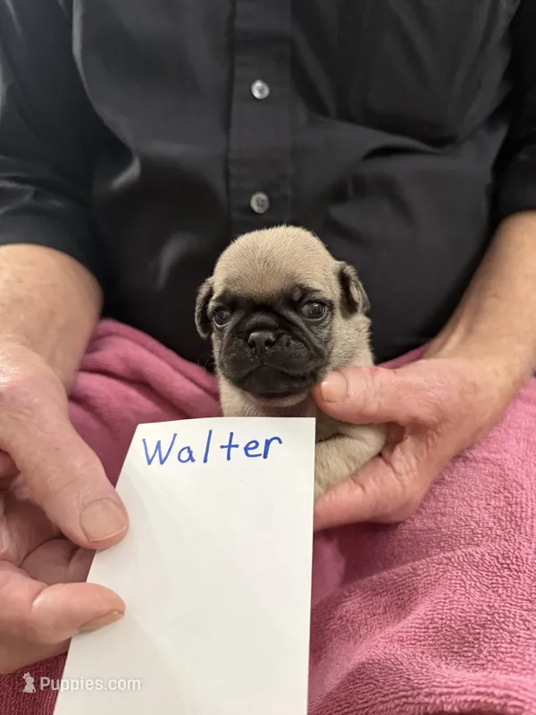 Walter – Pug puppy for sale in Lexington, AL