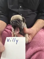 Willy, a male Pug for sale in Lexington, AL – Photo 5 of 8