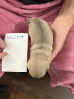 Willy, a male Pug for sale in Lexington, AL – Photo 8 of 8