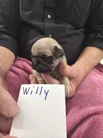 Willy, a male Pug for sale in Lexington, AL – Photo 6 of 8