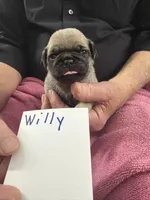 Willy, a male Pug for sale in Lexington, AL – Photo 3 of 8