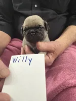 Willy, a male Pug for sale in Lexington, AL – Photo 1 of 8