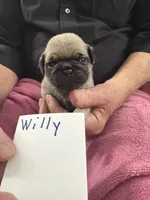 Willy, a male Pug for sale in Lexington, AL – Photo 4 of 8