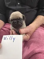 Willy, a male Pug for sale in Lexington, AL – Photo 2 of 8