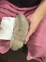 Willy, a male Pug for sale in Lexington, AL – Photo 7 of 8