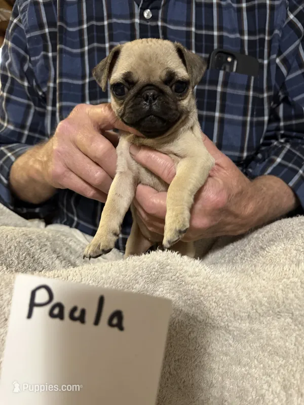 Paula – Pug puppy for sale in Lexington, AL