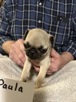 Paula, a female Pug for sale in Lexington, AL – 8 of 8