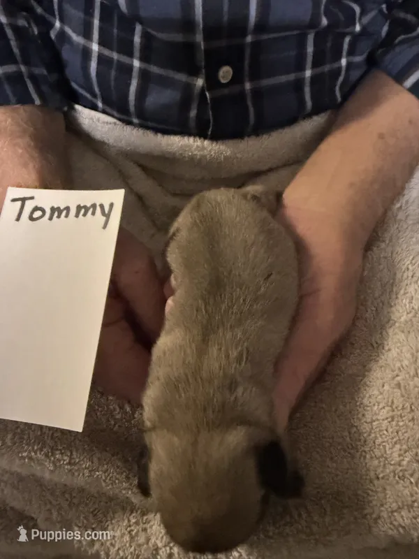 Tommy – Pug puppy for sale in Lexington, AL