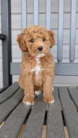 Milo, a male Miniature Goldendoodle for sale in Reinholds, PA – 1 of 2