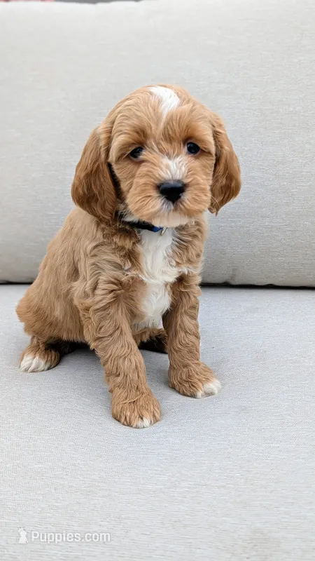 Rocky – Miniature Goldendoodle puppy for sale in Reinholds, PA