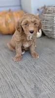 Stella, a female Miniature Goldendoodle for sale in Reinholds, PA – 2 of 2