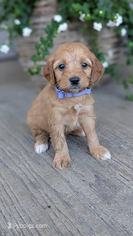 Maggie – Miniature Goldendoodle puppy for sale in Reinholds, PA