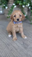 Maggie, a female Miniature Goldendoodle for sale in Reinholds, PA – 1 of 4