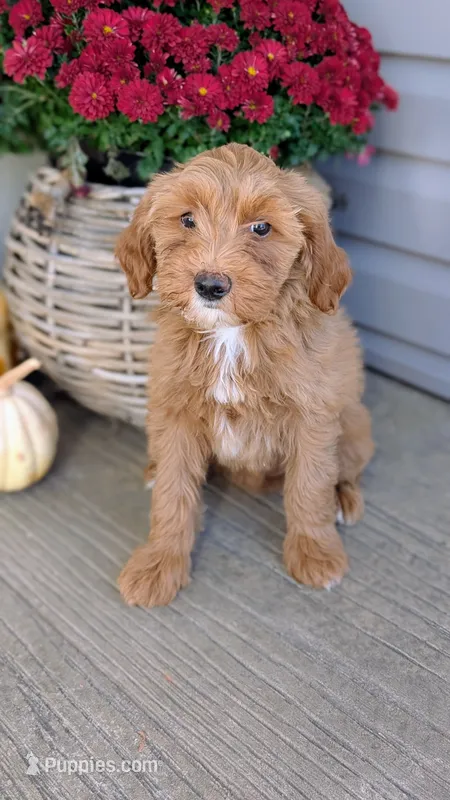 Stella – Miniature Goldendoodle puppy for sale in Reinholds, PA