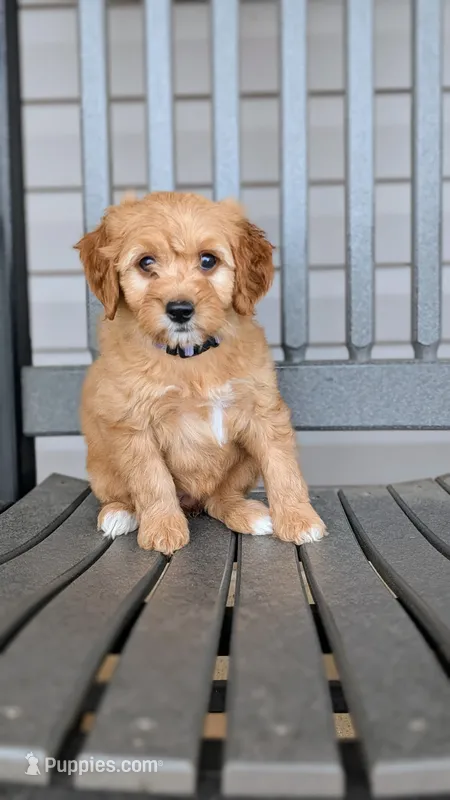 Maggie – Miniature Goldendoodle puppy for sale in Reinholds, PA