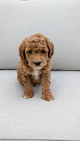 Milo, a male Miniature Goldendoodle for sale in Reinholds, PA – 2 of 2