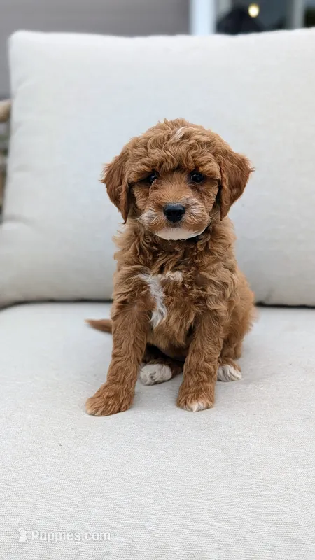 Luna – Miniature Goldendoodle puppy for sale in Reinholds, PA