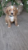 Rocky, a male Miniature Goldendoodle for sale in Reinholds, PA – 2 of 4