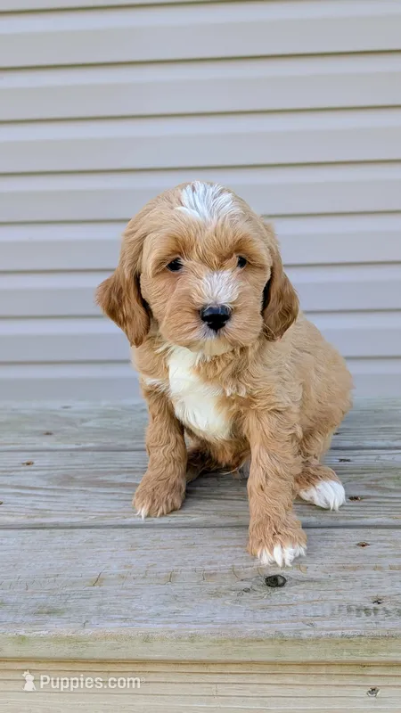 Rocky – Miniature Goldendoodle puppy for sale in Reinholds, PA