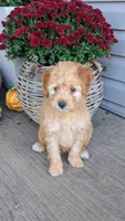 Zoey, a female Miniature Goldendoodle for sale in Reinholds, PA – 1 of 2