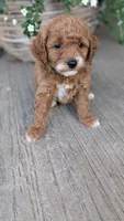 Luna, a female Miniature Goldendoodle for sale in Reinholds, PA – 3 of 5