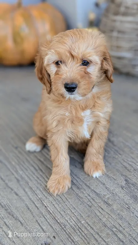 Maggie – Miniature Goldendoodle puppy for sale in Reinholds, PA