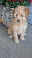 Zoey, a female Miniature Goldendoodle for sale in Reinholds, PA – 2 of 2