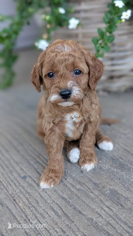 Luna – Miniature Goldendoodle puppy for sale in Reinholds, PA