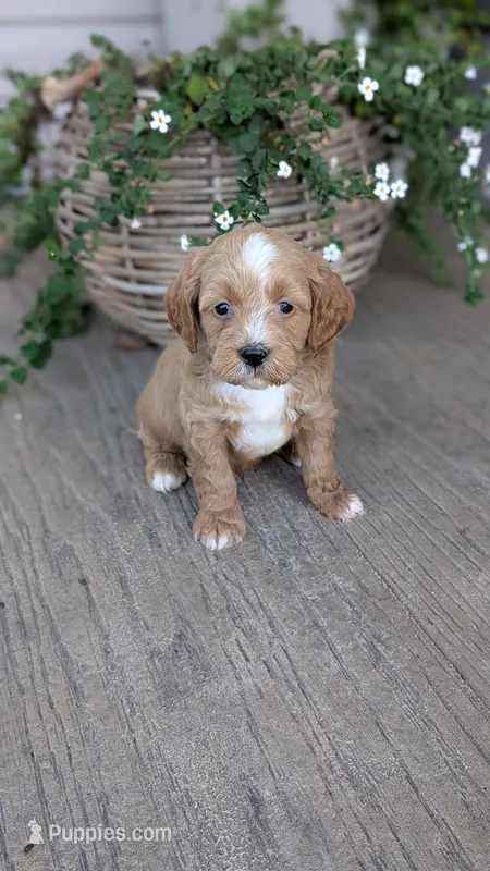Rocky – Miniature Goldendoodle puppy for sale in Reinholds, PA