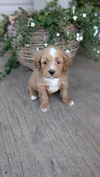 Rocky, a male Miniature Goldendoodle for sale in Reinholds, PA – 1 of 4