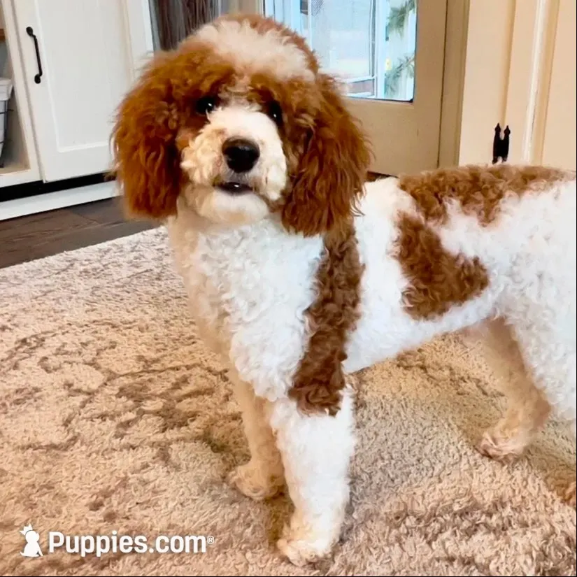 Rocky, a male Miniature Goldendoodle for sale in Reinholds, PA – 3 of 4