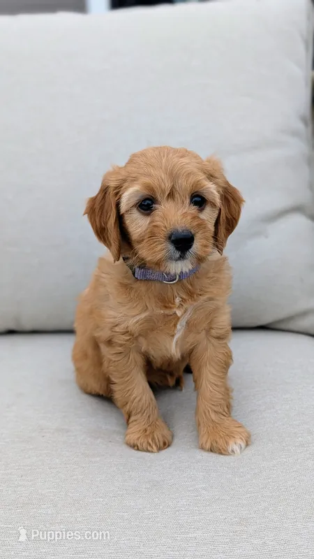 Maggie – Miniature Goldendoodle puppy for sale in Reinholds, PA