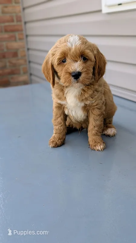 Rocky – Miniature Goldendoodle puppy for sale in Reinholds, PA