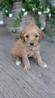 Maggie, a female Miniature Goldendoodle for sale in Reinholds, PA – 2 of 4