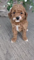 Luna, a female Miniature Goldendoodle for sale in Reinholds, PA – 2 of 5