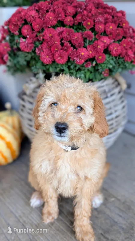 Zoey – Miniature Goldendoodle puppy for sale in Reinholds, PA