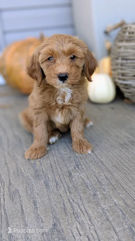 Stella – Miniature Goldendoodle puppy for sale in Reinholds, PA