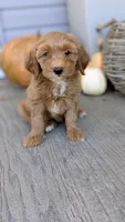 Stella, a female Miniature Goldendoodle for sale in Reinholds, PA – 1 of 2