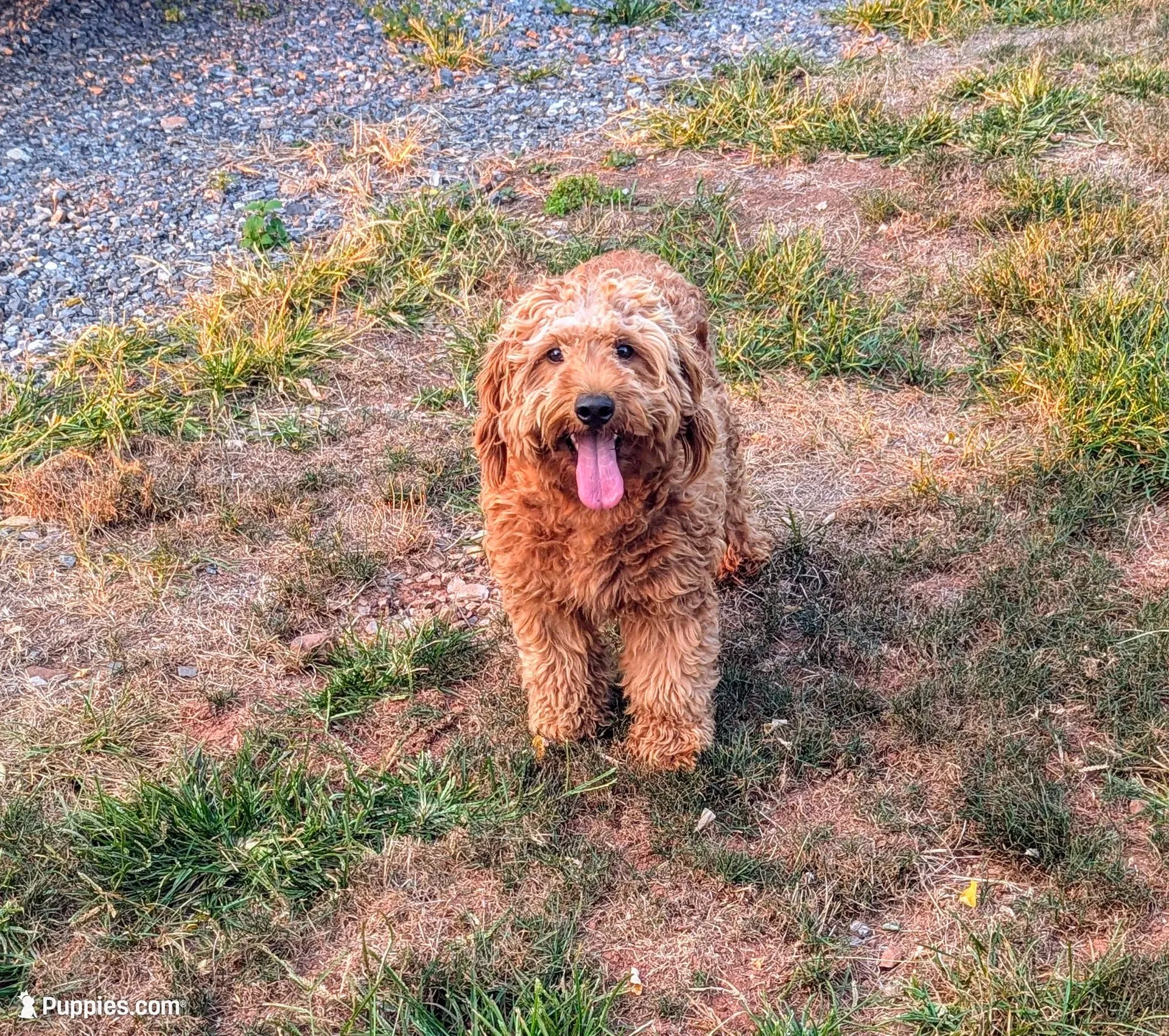 Rocky, a male Miniature Goldendoodle for sale in Reinholds, PA – 4 of 4