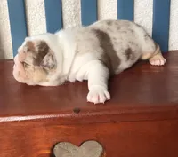 Sir Tank, a male English Bulldog for sale in Skiatook, OK – Photo 6 of 7