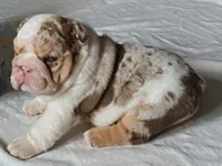 Sir Tank, a male English Bulldog for sale in Skiatook, OK – Photo 1 of 7