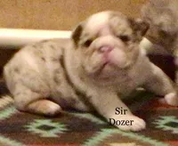 Sir Tank, a male English Bulldog for sale in Skiatook, OK – Photo 2 of 7
