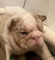 Sir Tank, a male English Bulldog for sale in Skiatook, OK – Photo 5 of 7