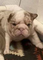 Sir Tank, a male English Bulldog for sale in Skiatook, OK – Photo 4 of 7